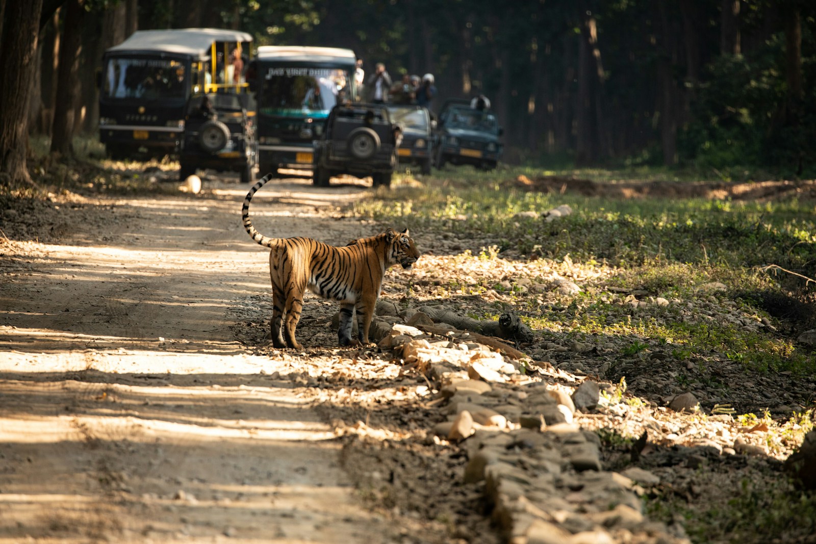 a tiger walking on a road - Jungle Safari